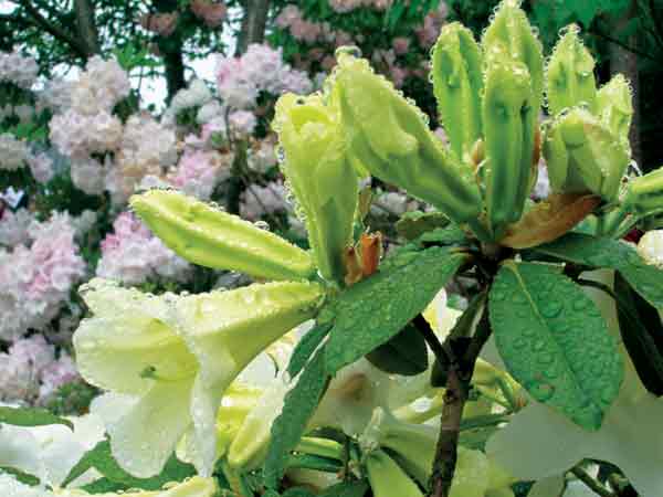 Rhododendron 'Michael's Pride'