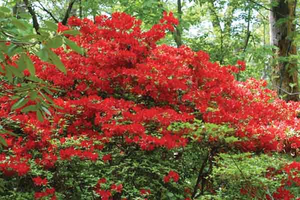 Figure 3: As it matures, Rhododendron
'Jubilant' becomes more attractive as its branches increasingly arch.