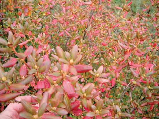 Figure 1: R. ledebourii, 1 - 1.5 m
tall, with red leaves.