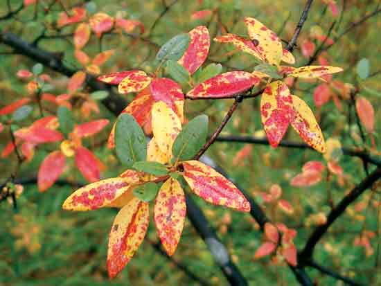 Figure 2: Rhododendrons with fall colouration
growing in the moist mixed along the rocky banks of the Syema River