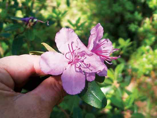 Figure 8: Plant 1.5 m tall
with pale lavender single flowers.