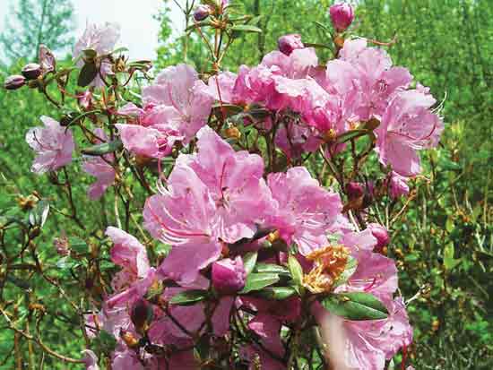 Figure 10: Crimson, flowers with large
corollas to 5 cm across, upper lobes with dark crimson spots.