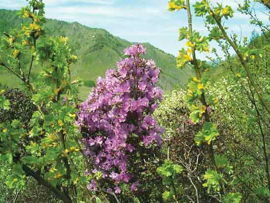 Figure 11: The most floriferous plant we
found. Campanulate to broadly-funnel shaped flowers with smooth lavender lobes.