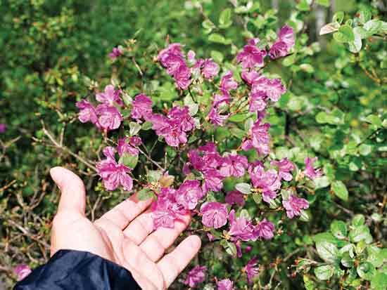 Figure 12: Small flowers, deep lavender.
Single fowers on relatively long pedicels loosely covering the plant were all in the same phase of
flowering.