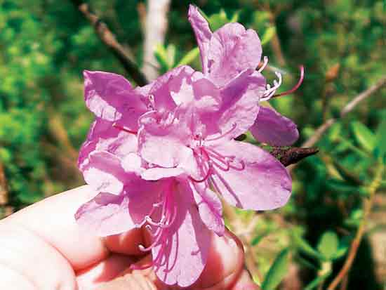 Figure 13: Medium-sized flowers, 3 - 3.5 cm
across, pink flowers with smooth, emarginate lobes, flares; terminal clusters composed of four flowers.