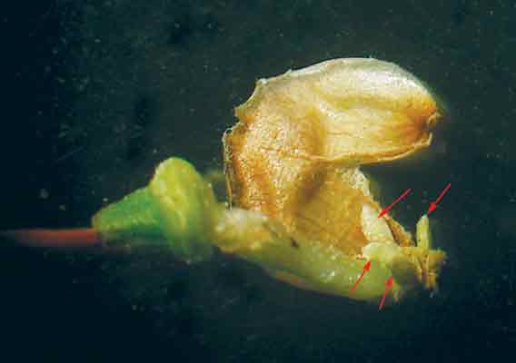 Figure 15: Pedicel buds uncovered
under the flower bud scales.