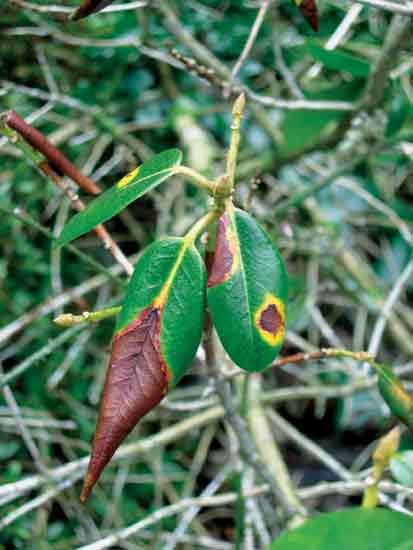 Figure 1: P. ramorum on Rhododendron
'Golden Oriole'