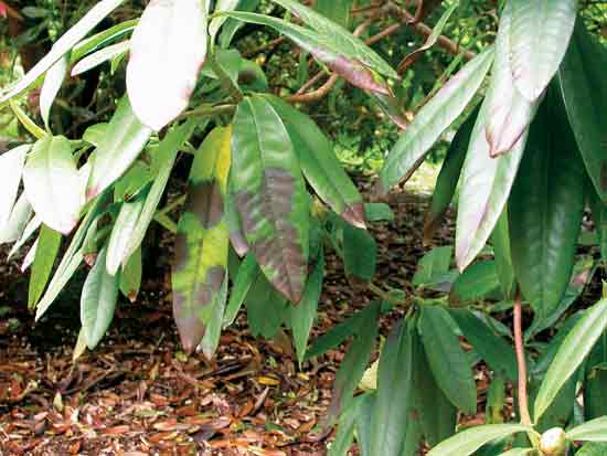 Figure 2: P. ramorum on Rhododendron
sp.