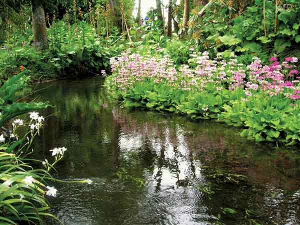 Primula at Orari Estate, home
of Rosie and Ian Morten.