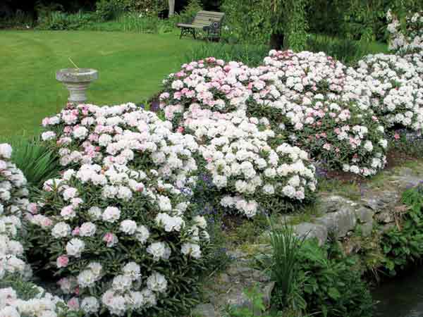 Rhododendron yakushimanum  at
Travenna Gardens, home of Margaret and Murray Turley.