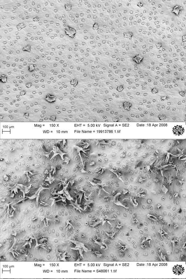 Leaf surfaces showing scales and
hairs: (above) R. atrichum ssp. atrichum and (below) R. atrichum ssp. dendrolepis