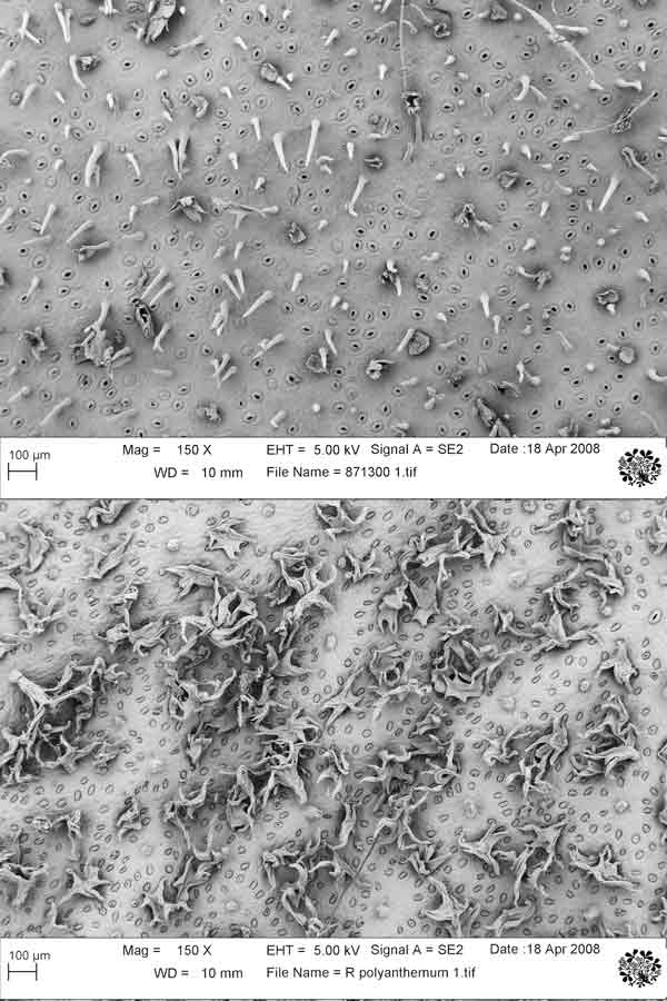 Fig 5: Leaf surfaces showing
scales and hairs: (above) R. verticillatum and (below) R. polyanthemum.