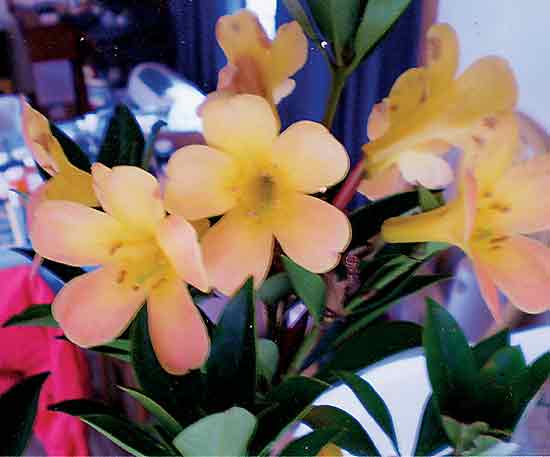 R. 'Hawaii Sunrise'