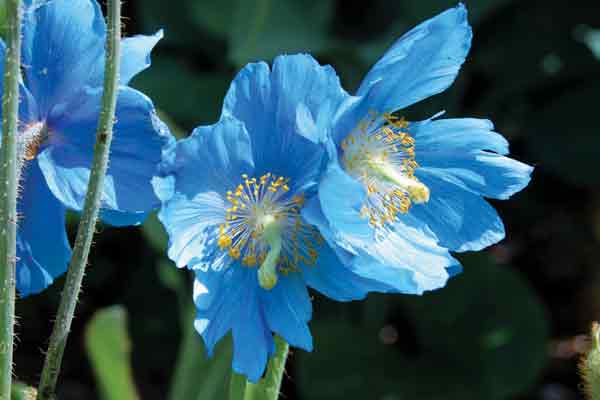 Meconopsis 'Lingholm'