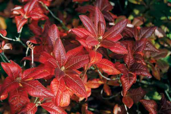 Azalea foliage