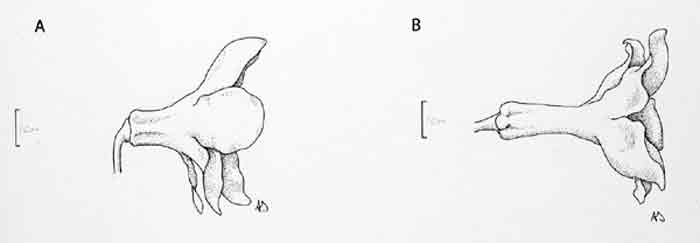 Fig. 2: Difference in corolla
shape between (A) R. polyanthemum, and (B) = verticillatum/atrichum