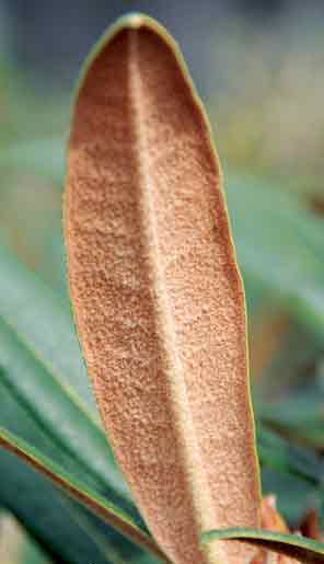 Underside of an R. elegantulum leaf.