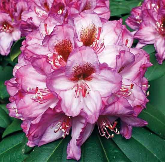 R. 'Plum High'