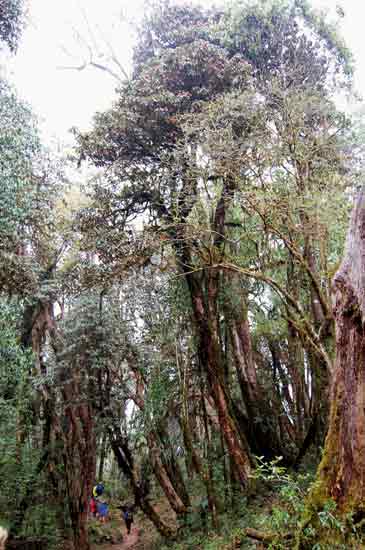 Rhododendron arboreum at 2600 m.