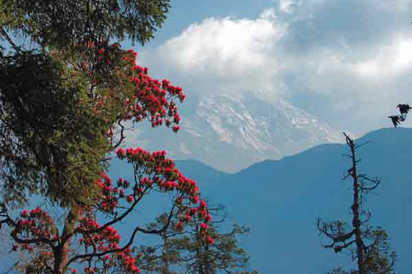 Looking towards the Annapurnas 
at 3300 m.