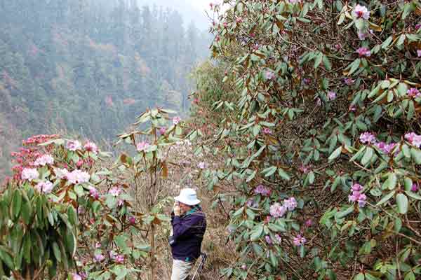 Rhododendron campanulatum at 3250 m.