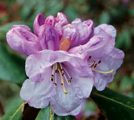 Rhododendron campanulatum at 3250 m.