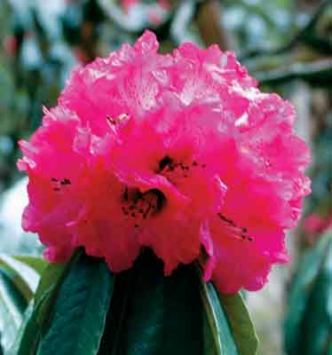 Rhododendron arboreum at 2800 m.