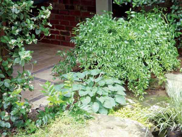 Danae racemosa above a hosta 
and holly fern and to the left, a confederate jasmine.