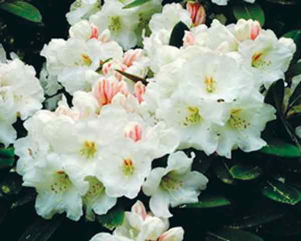 R. 'Bovee's White Water'