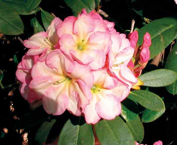 R. 'Jordan's Arabesque'