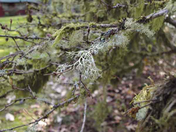 Lichens