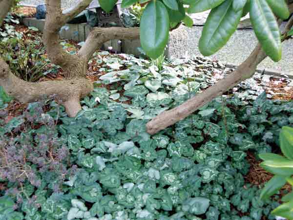 Cyclamen as ground cover.