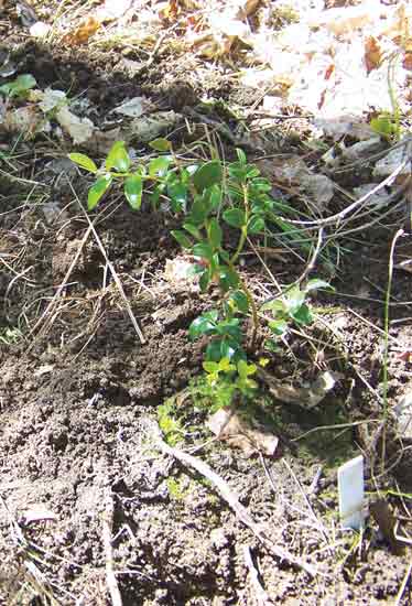 Box huckleberry, Gaylussacia 
brachycera