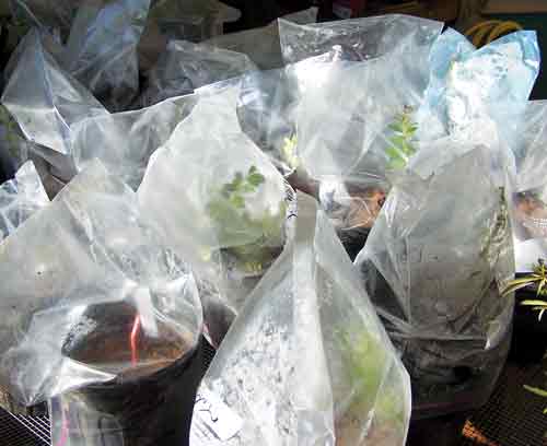 Cuttings of box huckleberry 
overwintered in greenhouse.