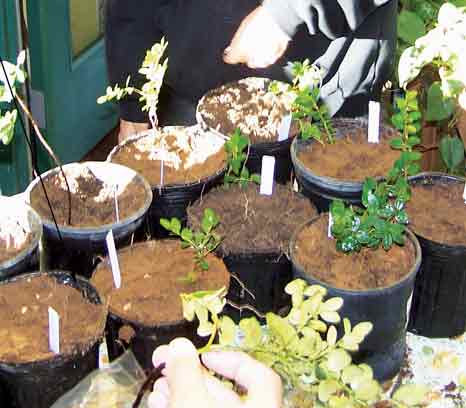 Potted box huckleberry