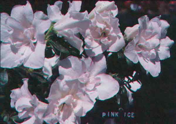 Belgian-Glenn Dale 'Pink Ice'