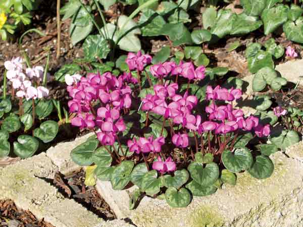 Cyclamen coum