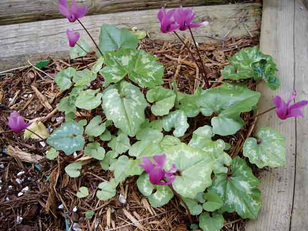 Cyclamen repandum