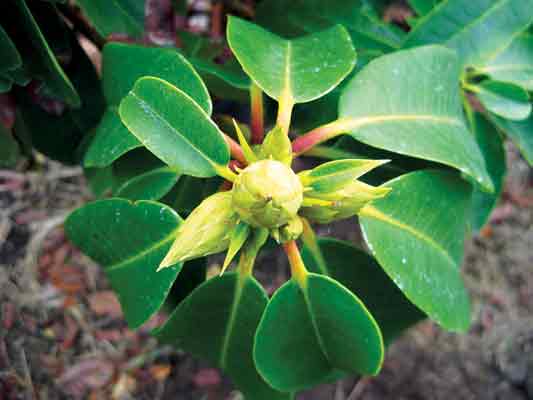 Fig. 1. 'Mrs Furnival' 
hammerhead buds before grooming.