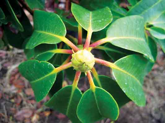 Fig. 2. 'Mrs Furnival' with a 
single terminal bud and perfect leaf whorl after grooming.