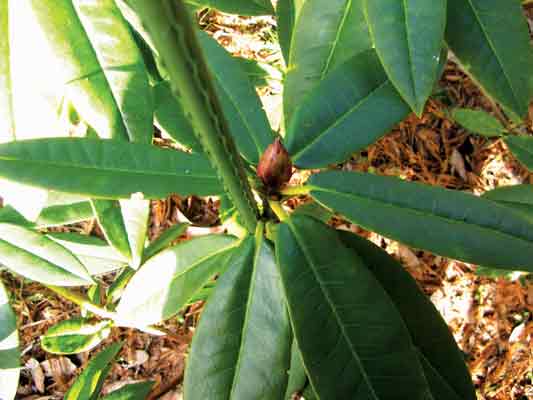 Fig. 3. Staked flower head.