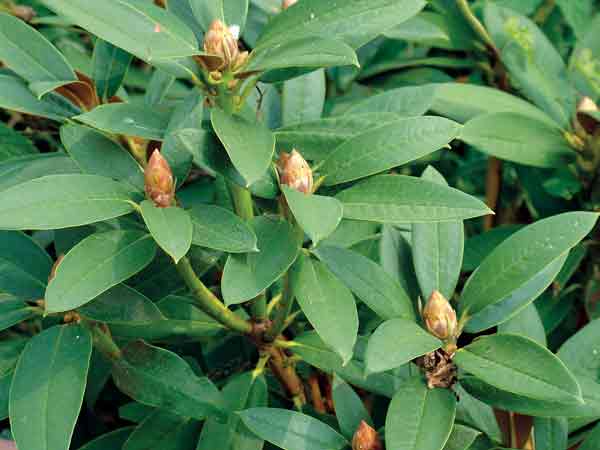 Rhododendron adenogynum