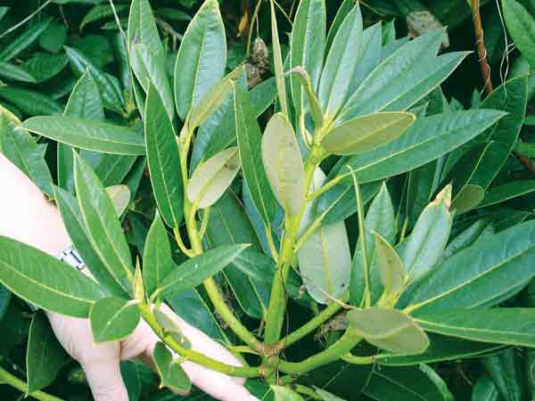 Rhododendron balfourianum