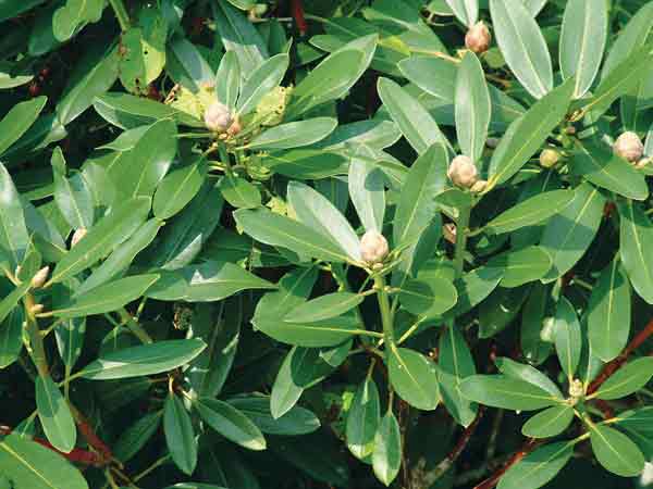 Rhododendron decorum