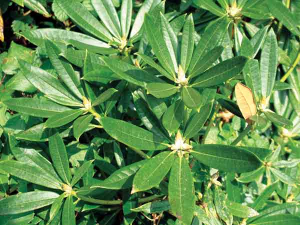 Rhododendron traillianum var. dictyotum