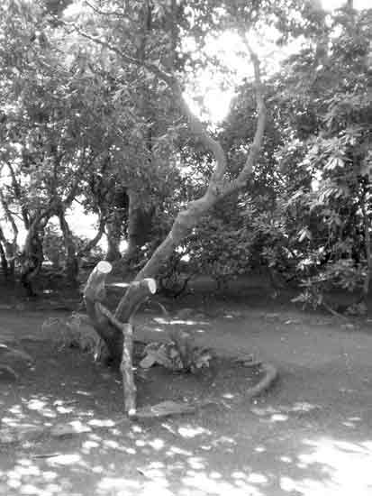 A tipped rhododendron 
after pruning and staking.