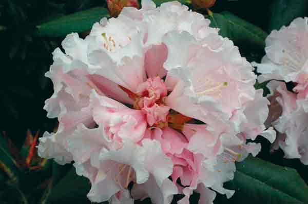 R. 'Spring Fragrance'