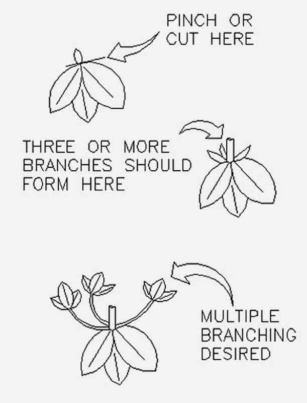 Fig. 2. Pruning drawing.