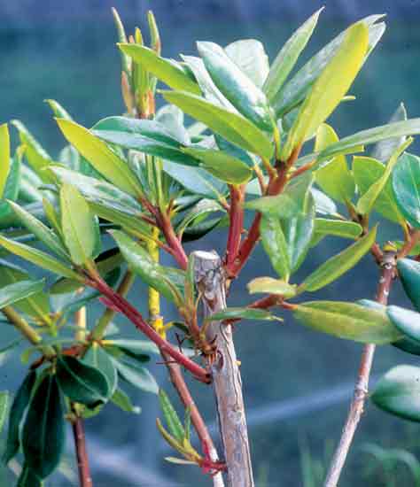 Fig. 3. Selective pruning.