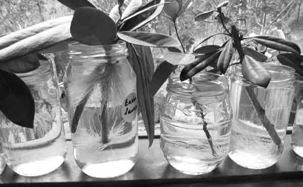 Vireya cuttings on the author's windowsill 
in Warrandyte, Victoria, Australia.